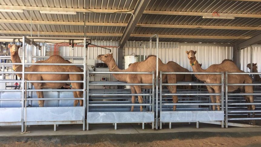 Camel dairy - Knowledgebase - Farm Transparency Project | Australian